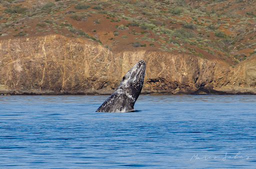 Whale in sea of cortes Mexico Baja California