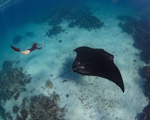 Female diver swimming with a manta-rey