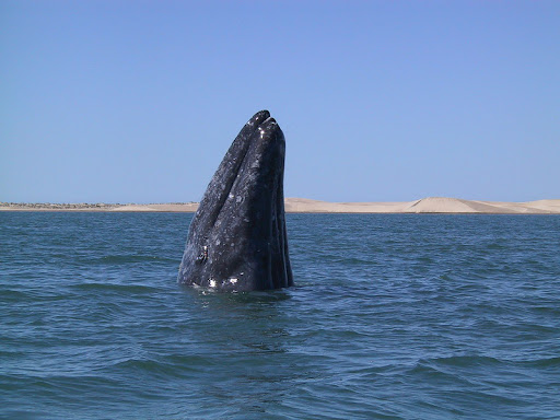 A gray whale in Magdelena Bay